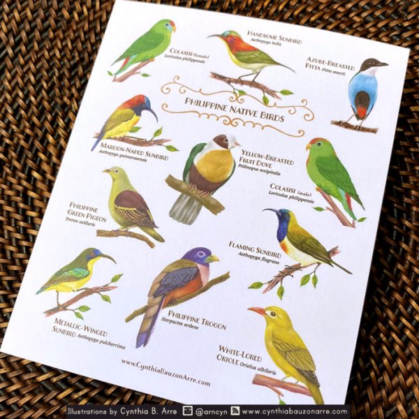 Philippine Native Biodiversity Endemic Birds Postcard