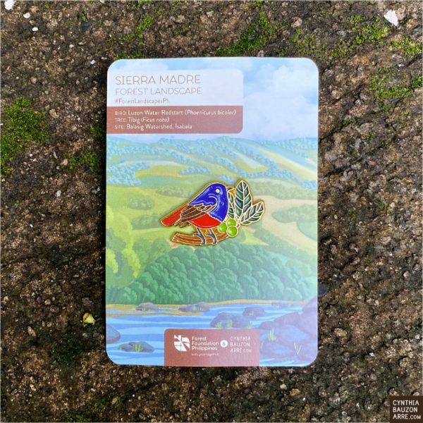 Luzon Water Redstart and Tibig Pin