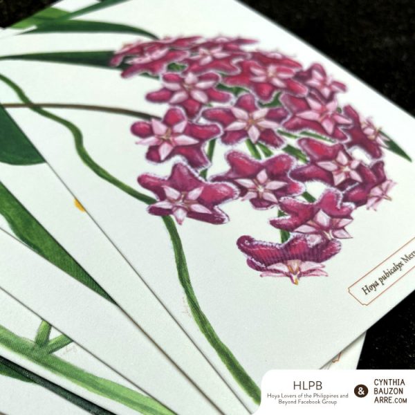 philippine endemic hoyas postcard set