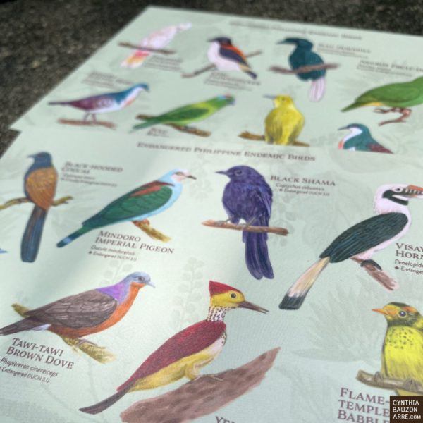 Philippine endangered endemic birds postcard