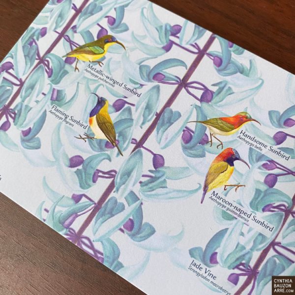 Philippine native sunbirds postcard