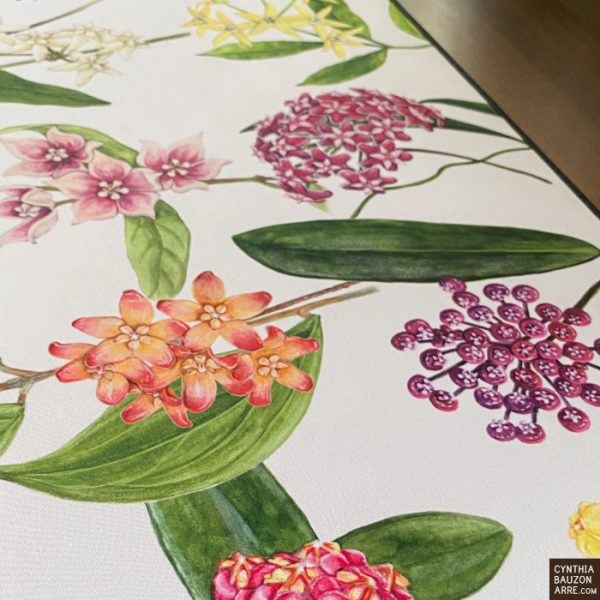 Philippine Endemic Hoyas Desk Mat