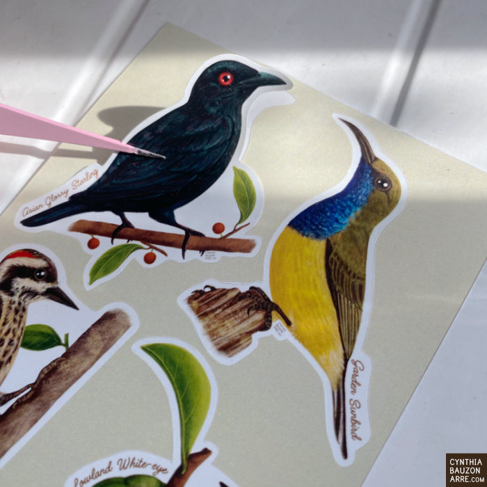 Philippine Native City Birds Waterproof Sticker Sheet