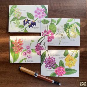 Philippine Endemic Hoyas 4-Notecard Set