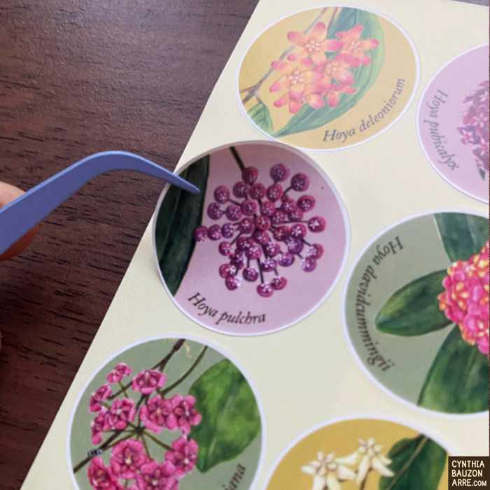 Philippine Endemic Hoyas Daily-Use Waterproof Sticker Seals Sheet - Image 2