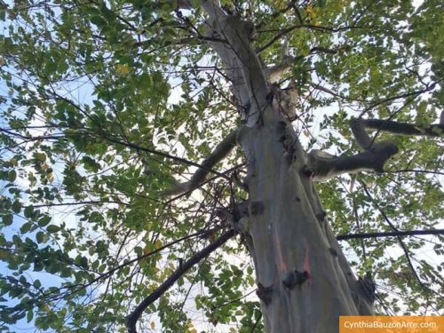 Why Philippine Native Trees Need Protecting (now more than ever ...