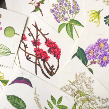 #ForestBloomsPh Philippine Native Flowering Trees Art Awareness Campaign