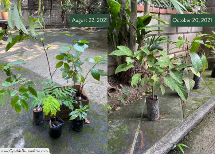 Philippine native tree saplings