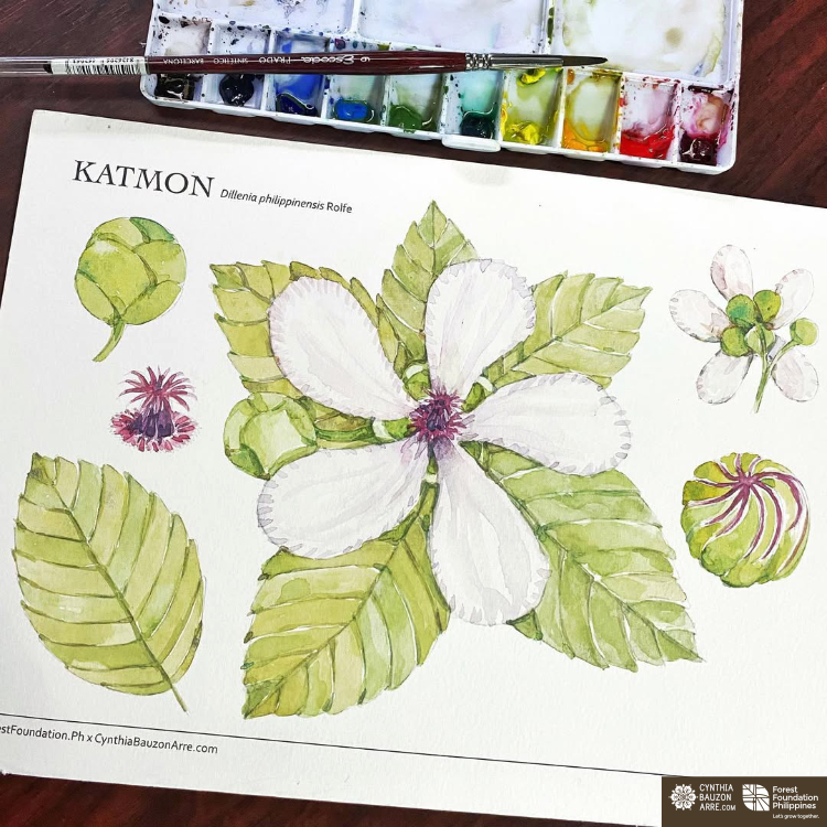 Philippine native trees watercolor workshop (Katmon) - Cynthia Bauzon Arre